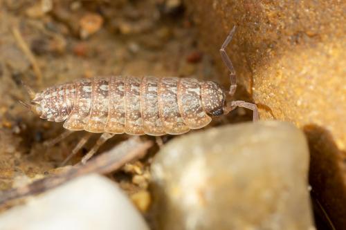 Acaeroplastes melanurus