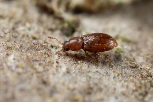 Corticarina sp.