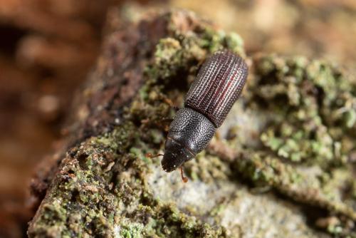 Stenoscelis submuricata