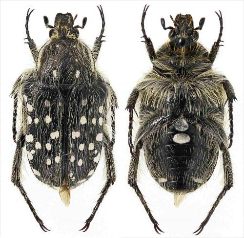 Réf. 274 965 : Oxythyrea dulcis