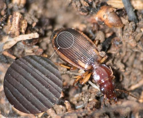 Cymindis axillaris
