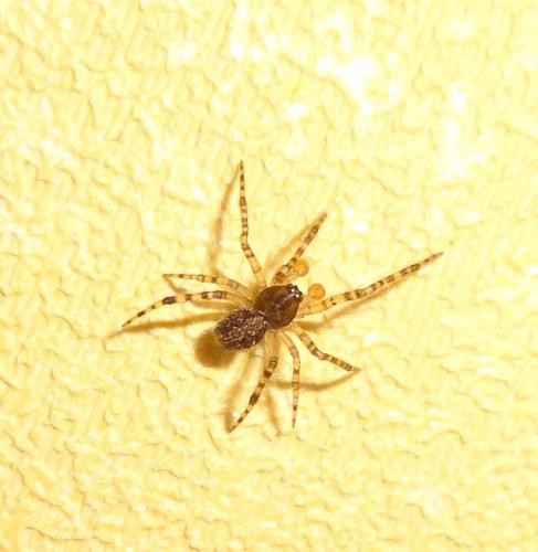Theridion sp.