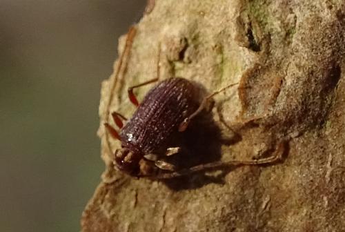 Réf. 274 784 : Ptinus bidens