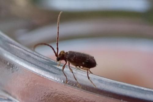 Réf. 274 786 : Ptinus bidens