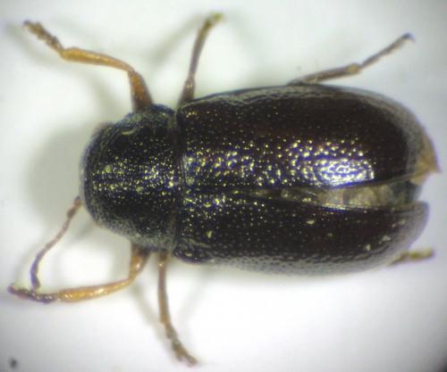 Réf. 274 258 : Stylosomus sp.