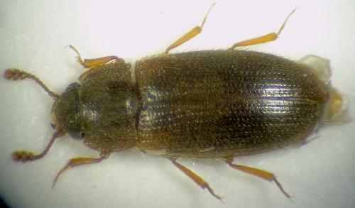Diplocoelus fagi