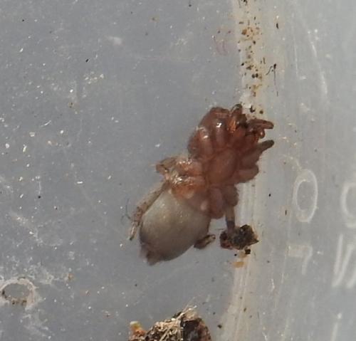 Scotophaeus sp.