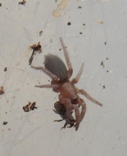 Scotophaeus sp.