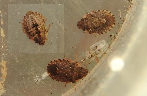 Réf. 274 177 : Sciocoris sp.