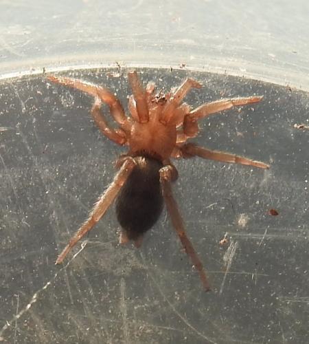 Scotophaeus sp.
