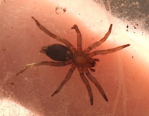 Scotophaeus sp.