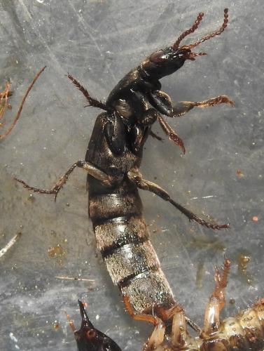 Ocypus sp.