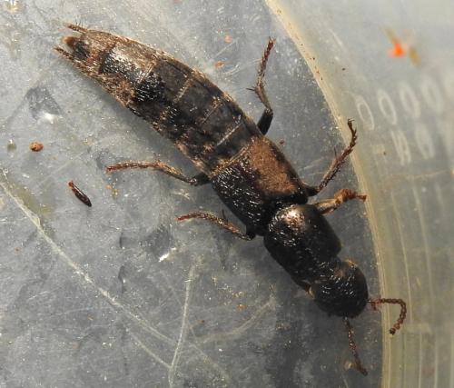 Ocypus sp.