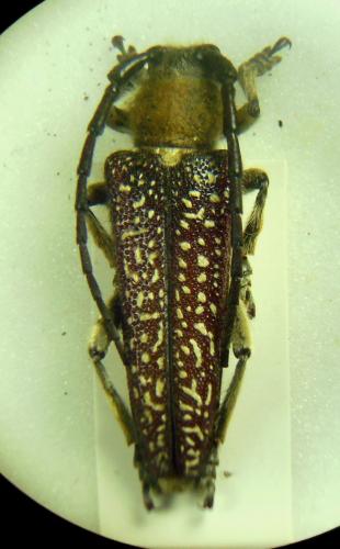 Mallosia interrupta interrupta