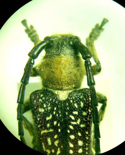 Mallosia interrupta interrupta