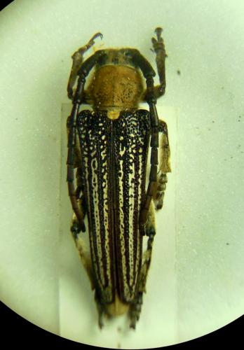 Mallosia imperatrix tauricola