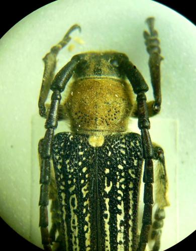 Mallosia imperatrix tauricola