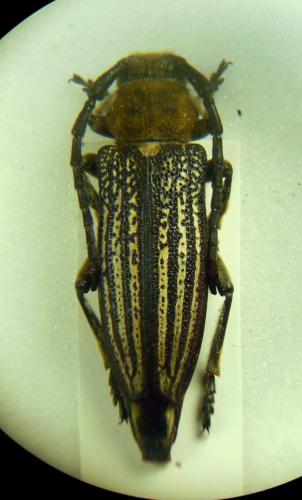 Mallosia imperatrix tauricola