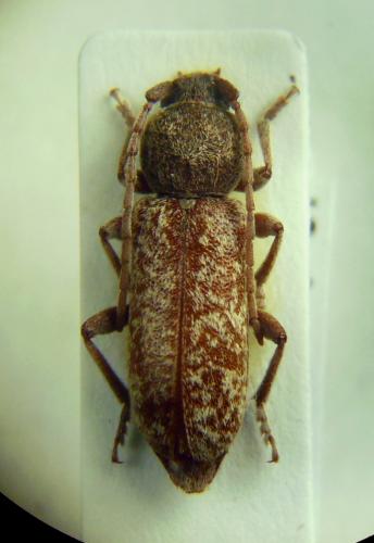 Trichoferus arenbergeri
