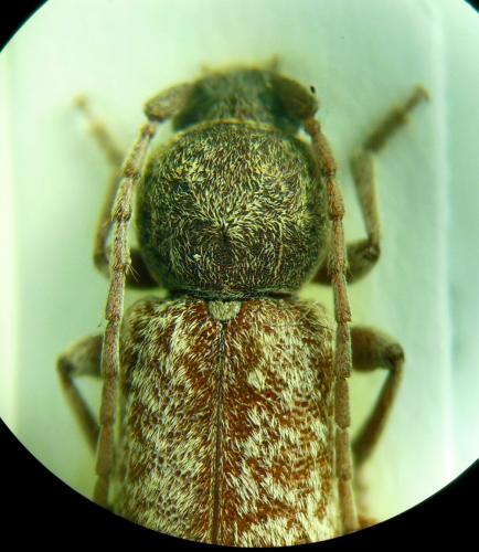 Trichoferus arenbergeri