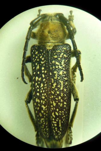 Mallosia interrupta interrupta