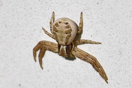 Xysticus sp.