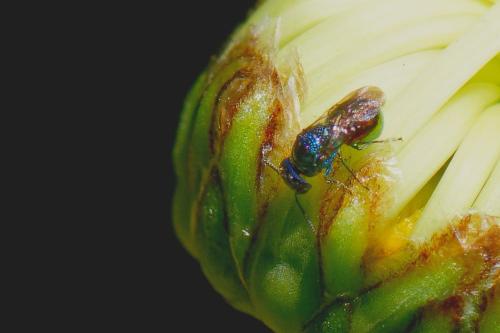 Réf. 274 057 : Omalus biaccinctus
