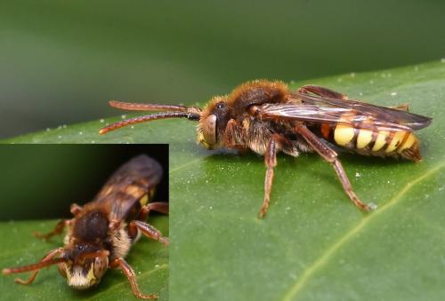Réf. 274 815 : Nomada sp.