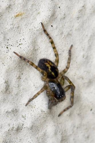 Amaurobius similis