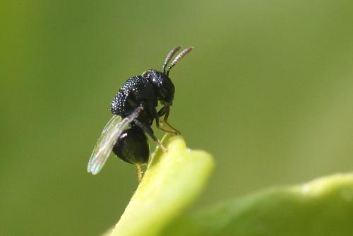 Réf. 274 226 : Perilampus sp.