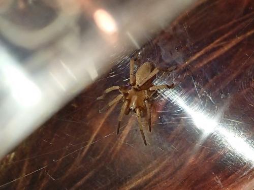 Drassodes sp.