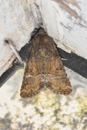 Oligia sp.