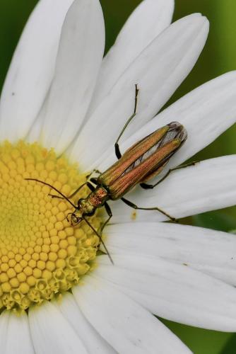 Oedemera nobilis