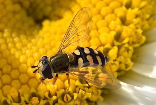 Réf. 274 369 : Eupeodes corollae