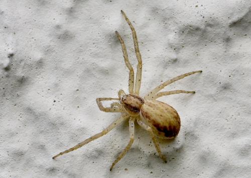 Philodromus dispar