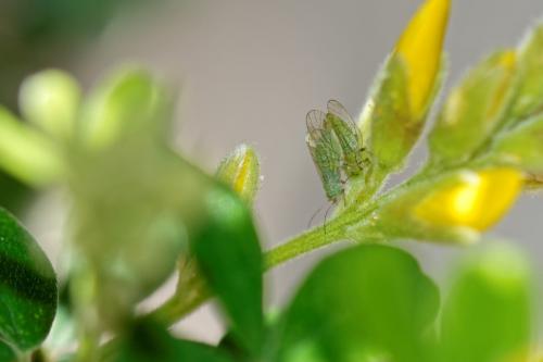 Réf. 274 933 : Acizzia jamatonica