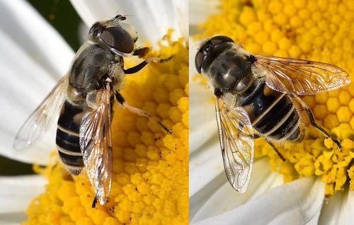 Réf. 274 335 : Eristalis arbustorum