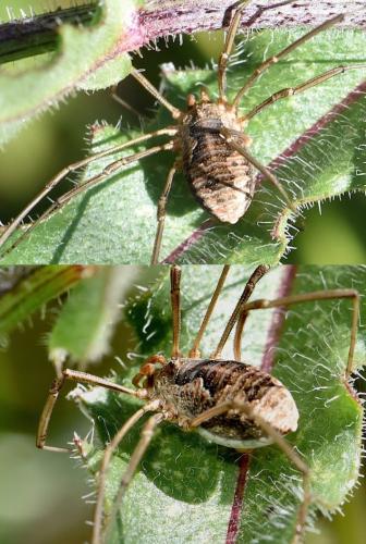 Phalangium opilio