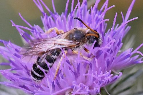 Réf. 274 344 : Halictus sexcinctus
