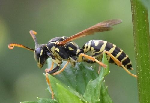 Réf. 274 379 : Polistes nimpha