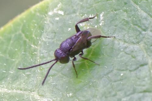 Réf. 274 275 : Brachygaster minutus