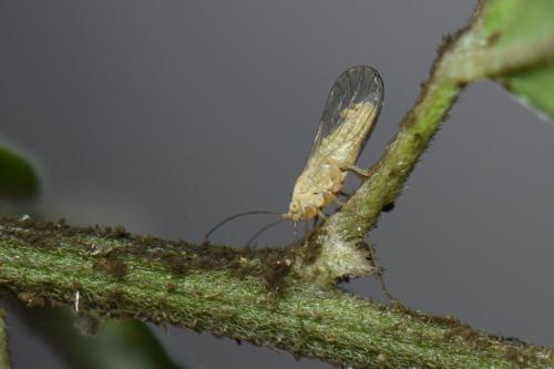 Acizzia jamatonica