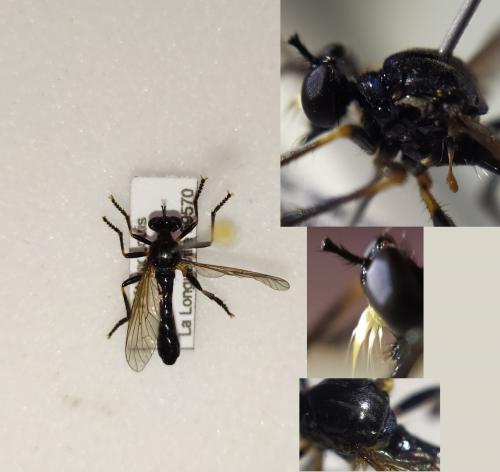 Dioctria cothurnata