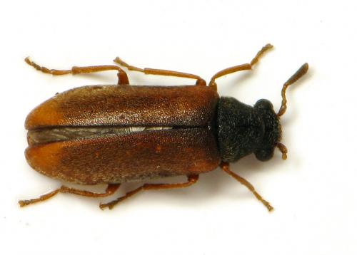 Episernus gentilis