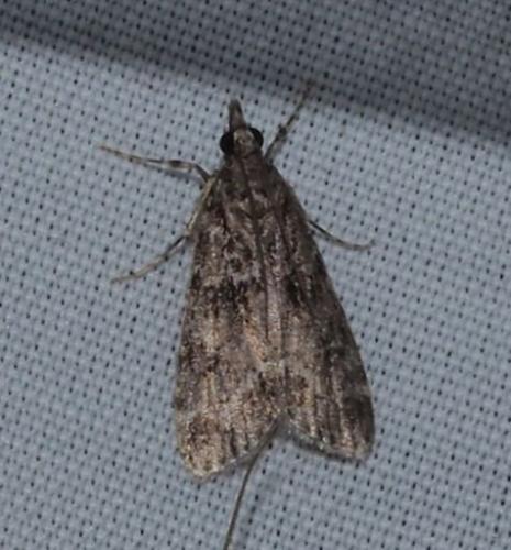 Eudonia mercurella