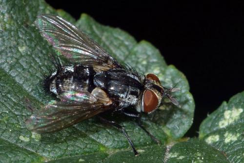 Nemorilla sp.