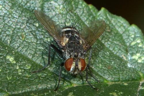 Nemorilla sp.