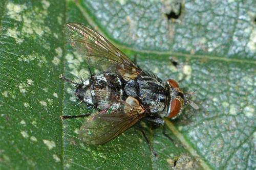 Réf. 274 528 : Nemorilla sp.