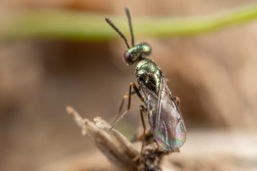 Epiclerus sp.