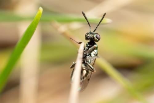 Epiclerus sp.